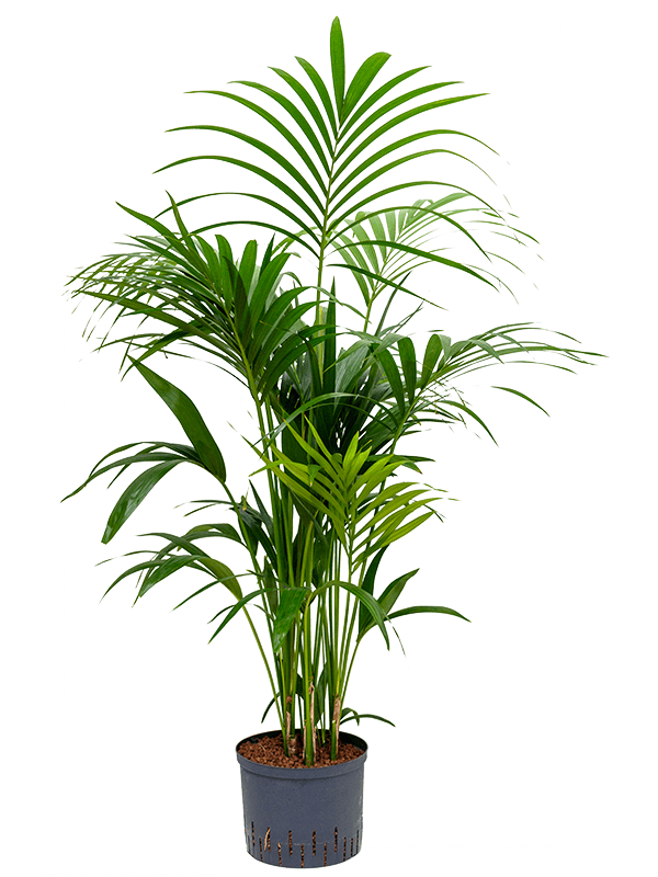 Kentia (Howea) forsteriana