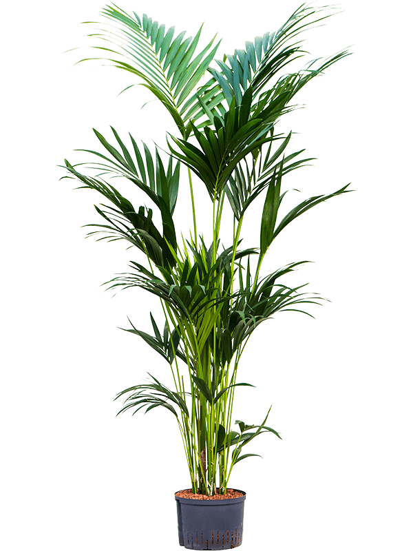 Kentia (Howea) forsteriana