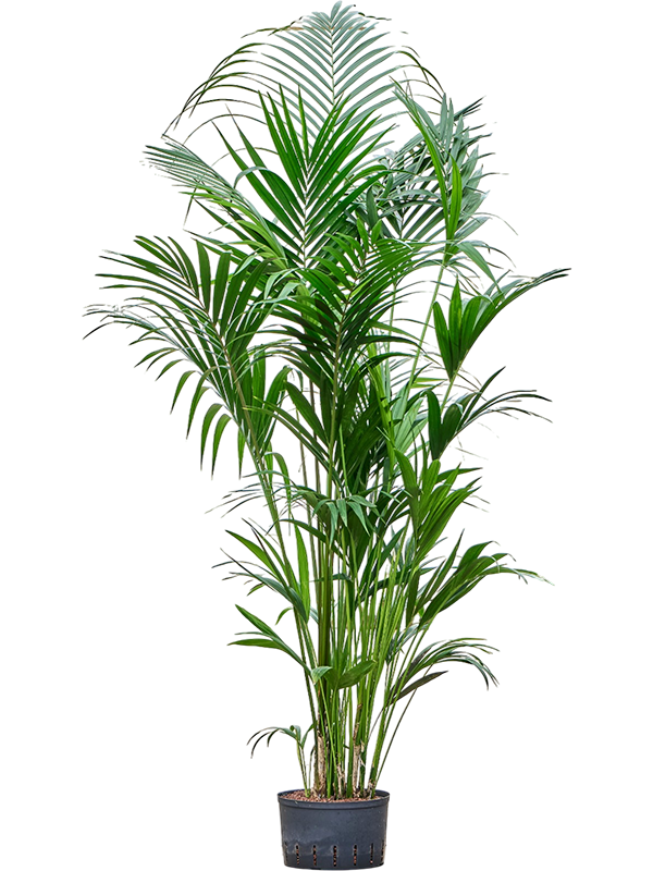 Kentia (howea) forsteriana