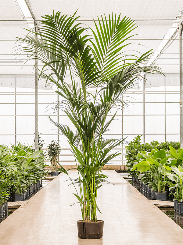 Kentia (howea) forsteriana