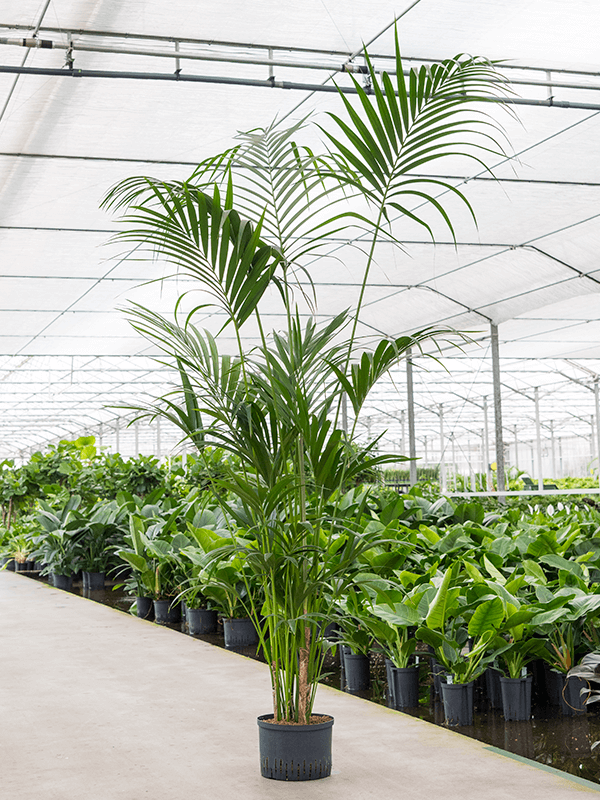Kentia (Howea) forsteriana