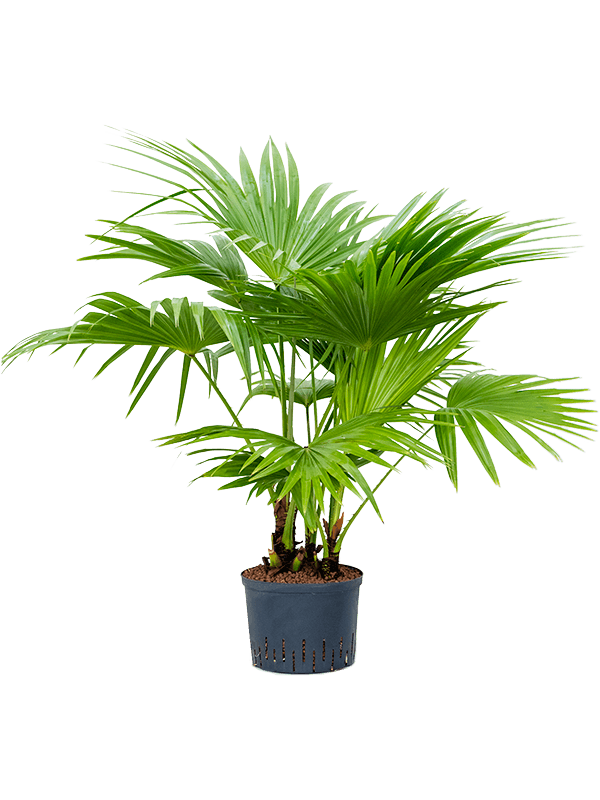 Livistona chinensis