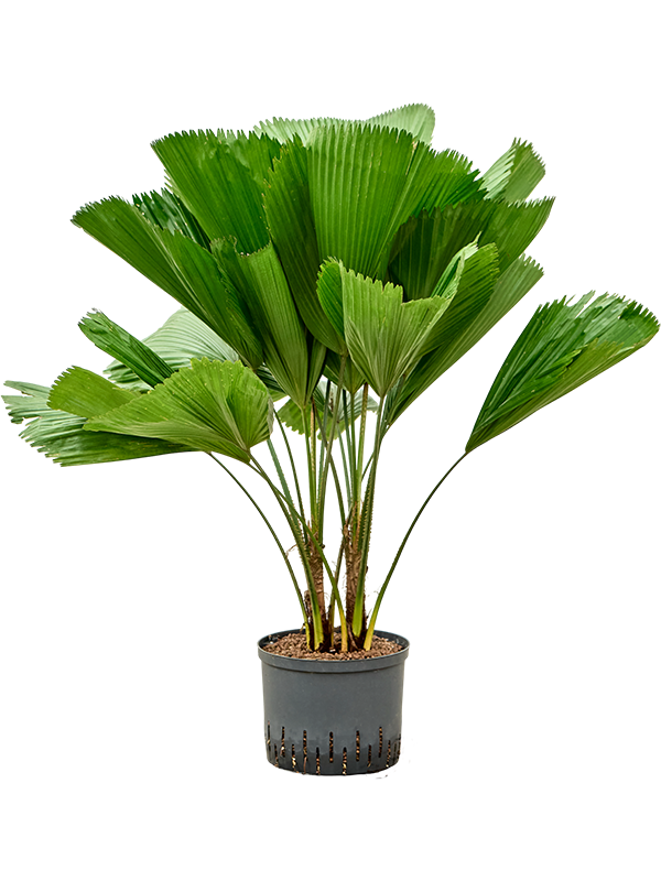 Licuala grandis