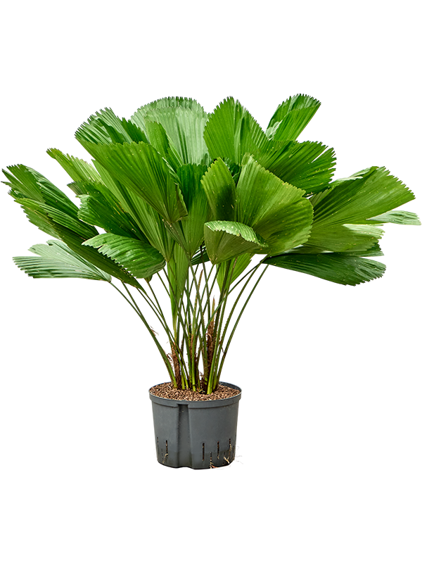 Licuala grandis
