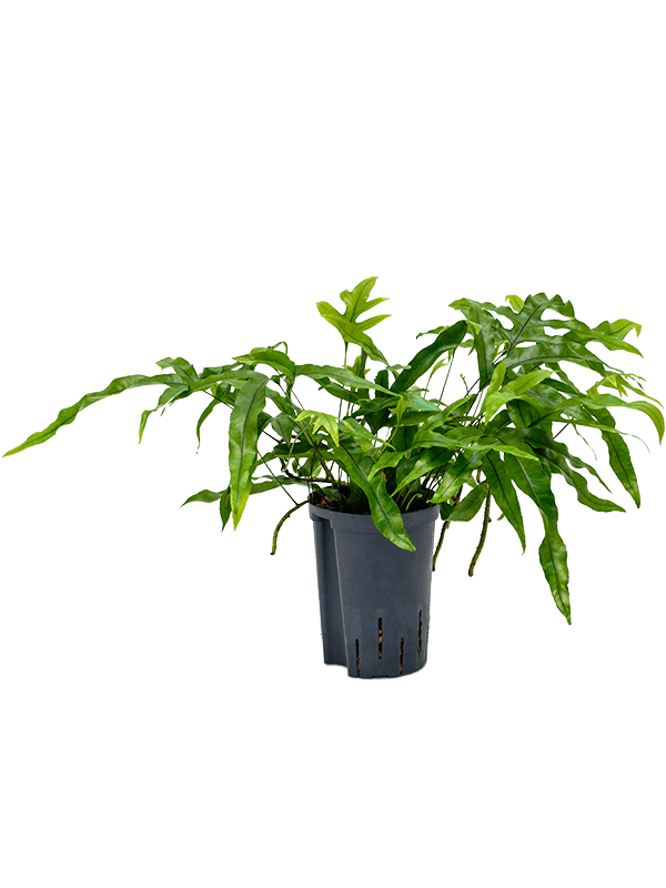 Microsorum diversifolium