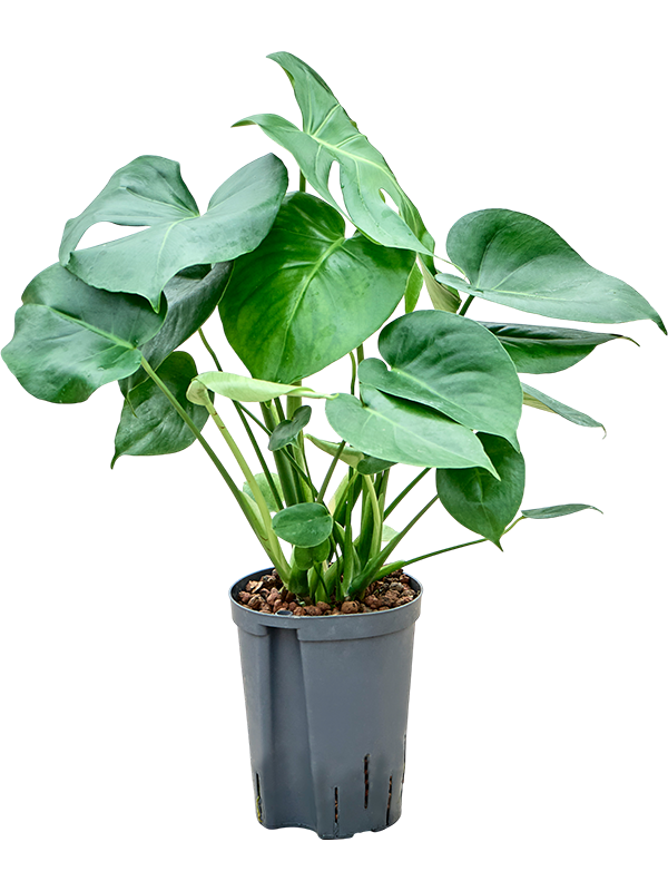 Monstera deliciosa