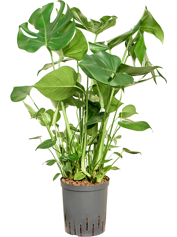 Monstera deliciosa