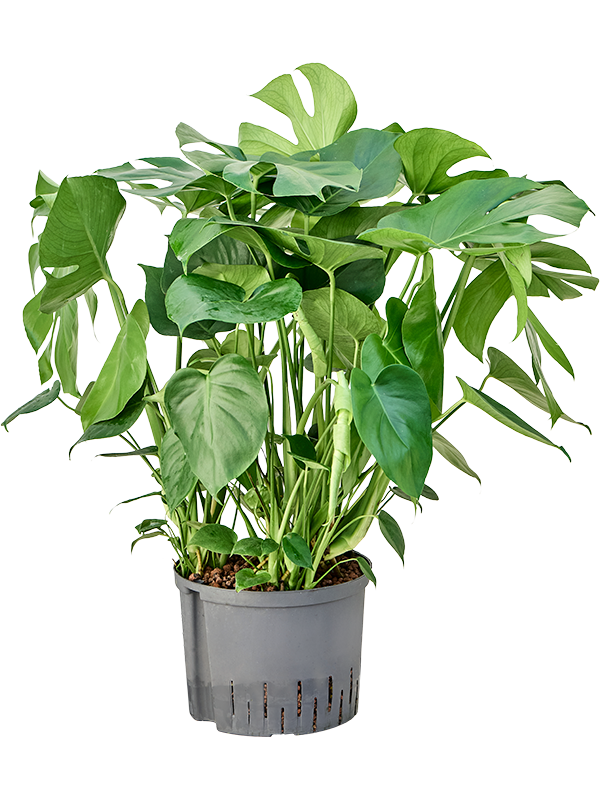 Monstera deliciosa