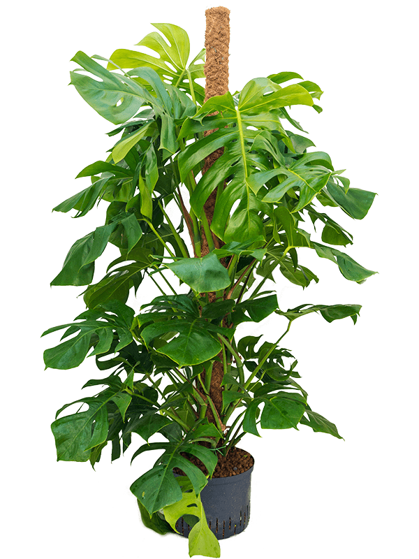 Monstera deliciosa