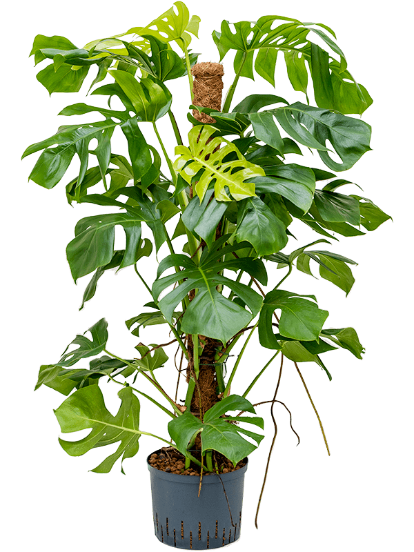 Monstera deliciosa