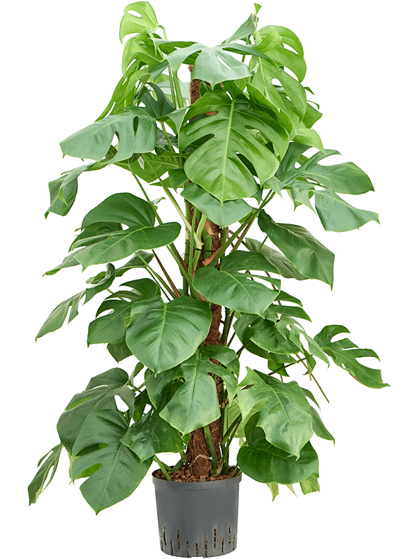 Monstera deliciosa