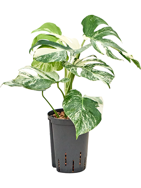 Monstera deliciosa 'Variegatum'