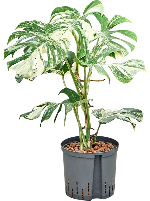 Monstera deliciosa 'Variegatum'
