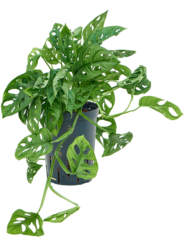 Monstera obliqua