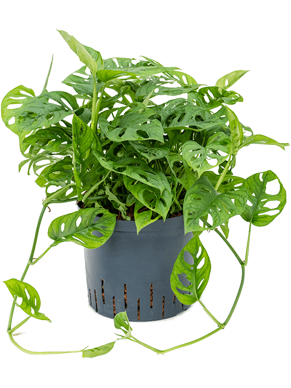 Monstera obliqua