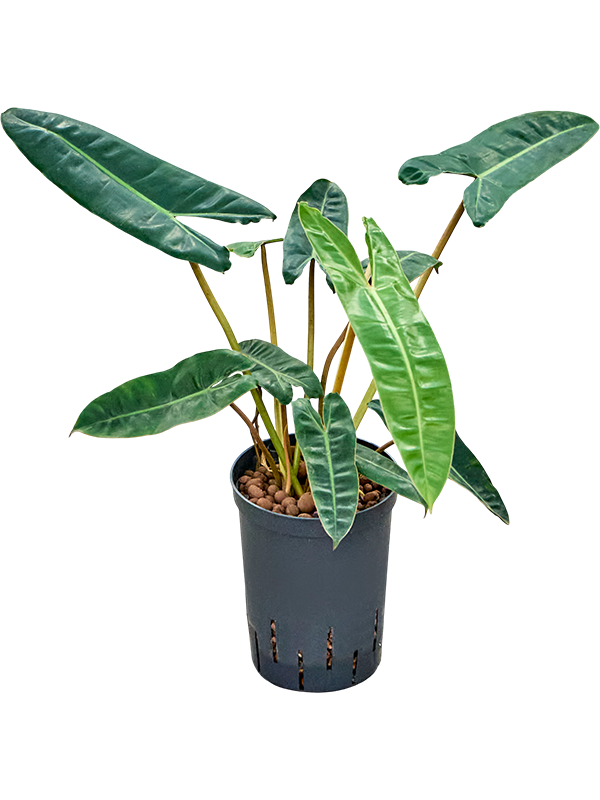 Philodendron 'Billietiae'
