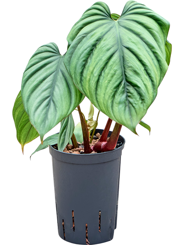 Philodendron 'Colombia'