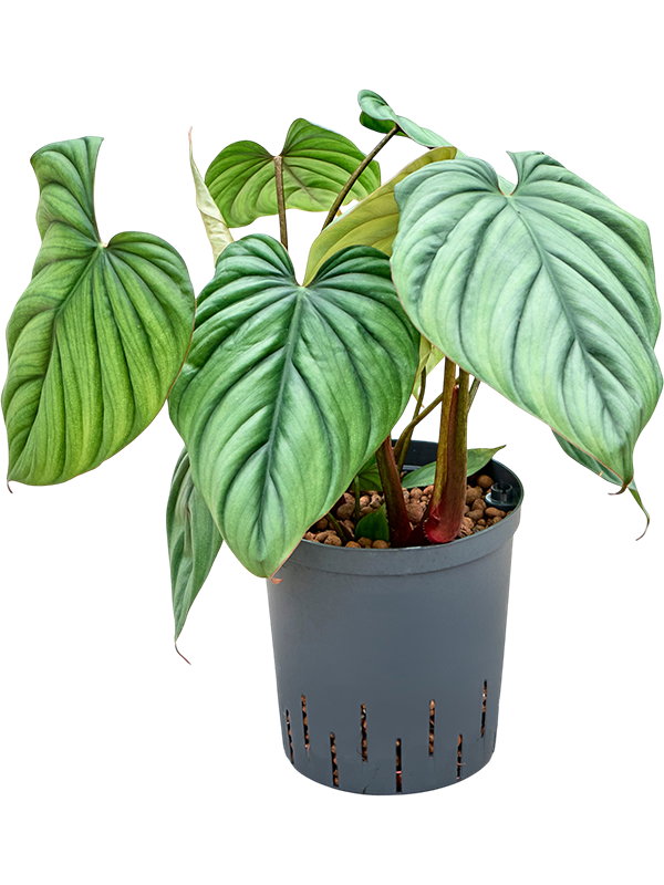 Philodendron 'Colombia'