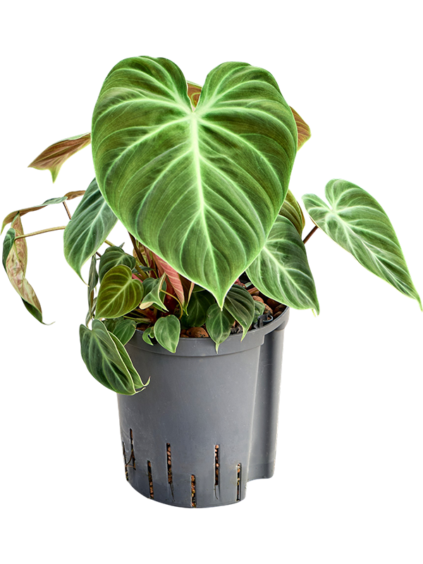 Philodendron 'El Choco Red'