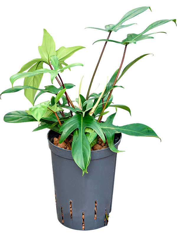 Philodendron 'Florida green'