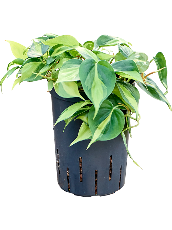 Philodendron scandens 'Brasil'