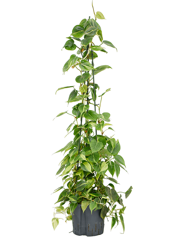 Philodendron scandens 'Brasil'