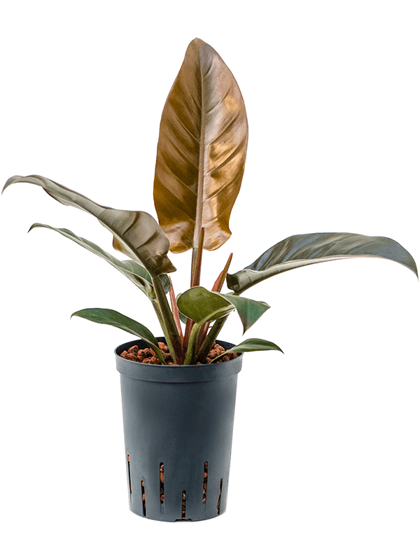 Philodendron 'Imperial Red'