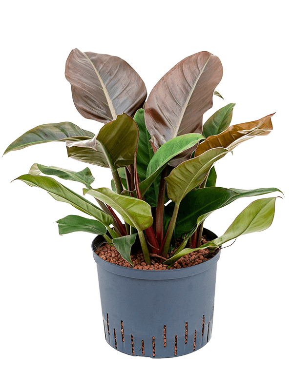 Philodendron 'Imperial Red'