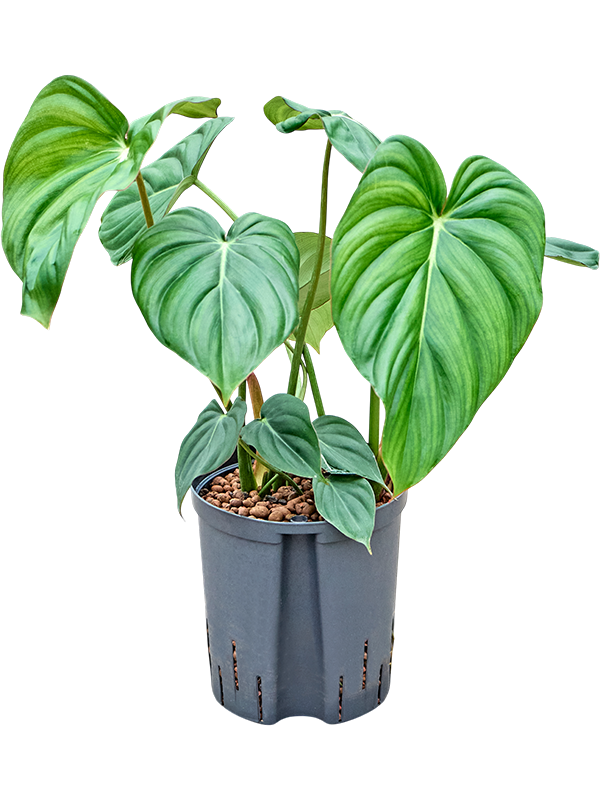 Philodendron 'Mc Dowell'