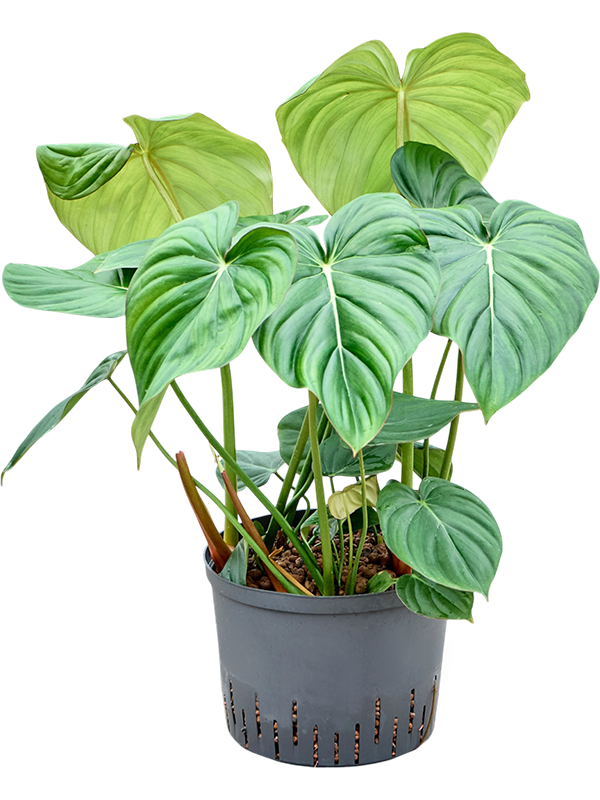 Philodendron 'Mc Dowell'