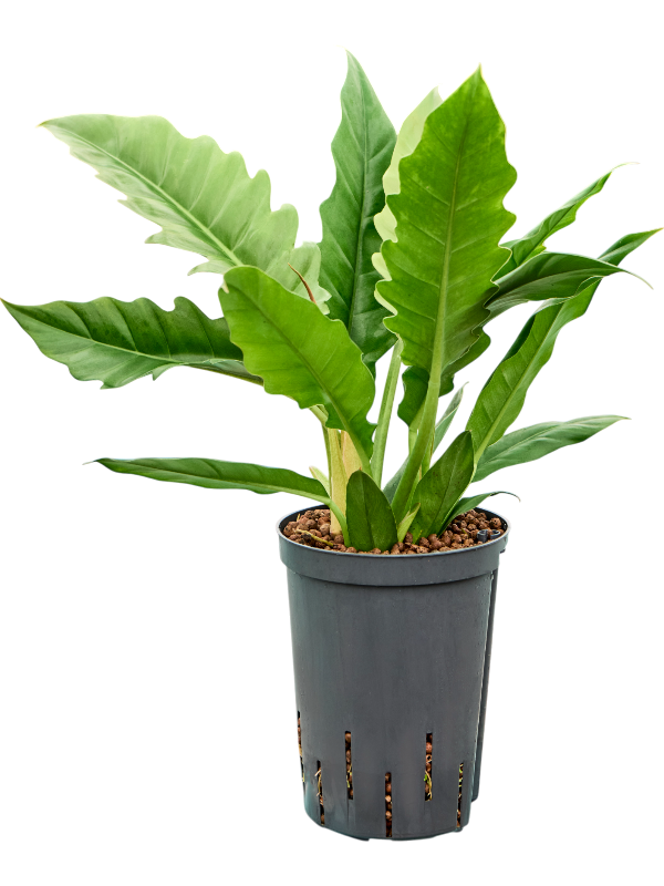Philodendron selloum 'Narrow'