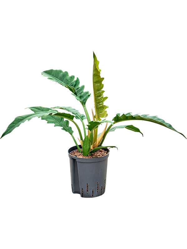 Philodendron selloum 'Narrow'