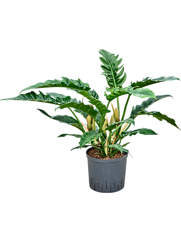 Philodendron selloum 'Narrow'
