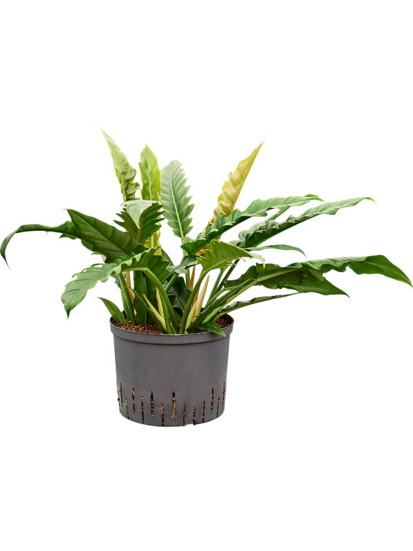 Philodendron selloum 'Narrow'