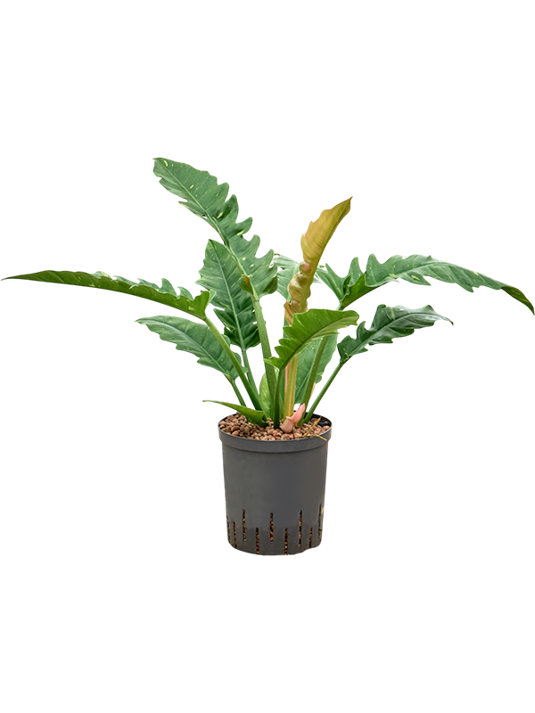 Philodendron narrow 'Ring of fire'