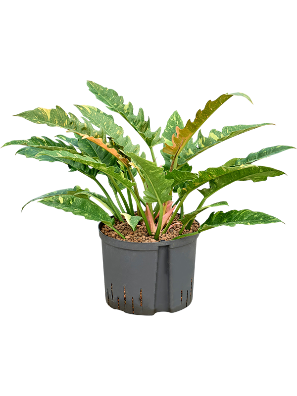 Philodendron narrow 'Ring of fire'