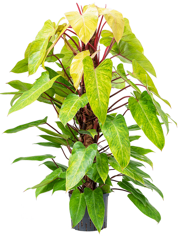 Philodendron 'Painted lady'