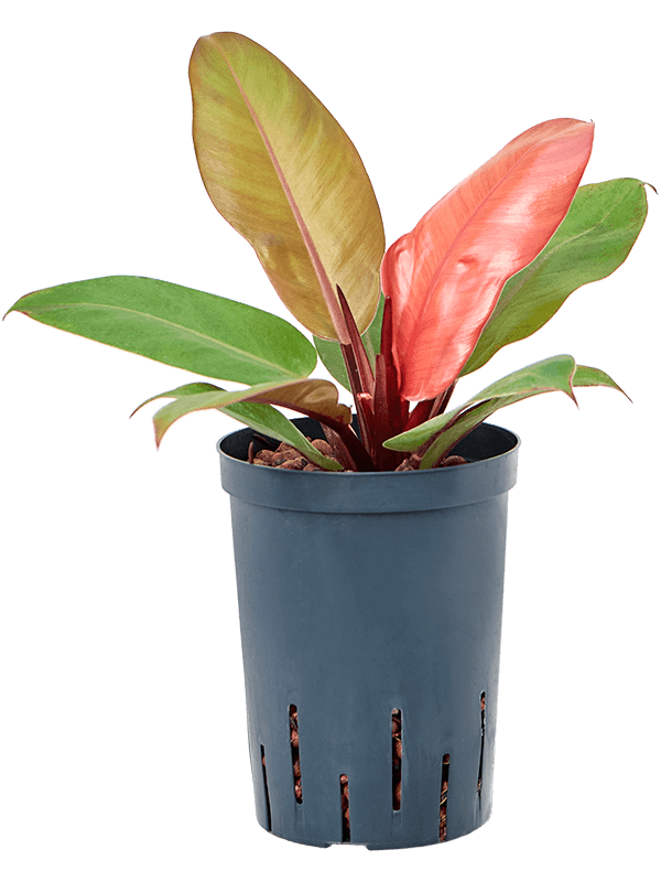 Philodendron 'Prince of Orange'