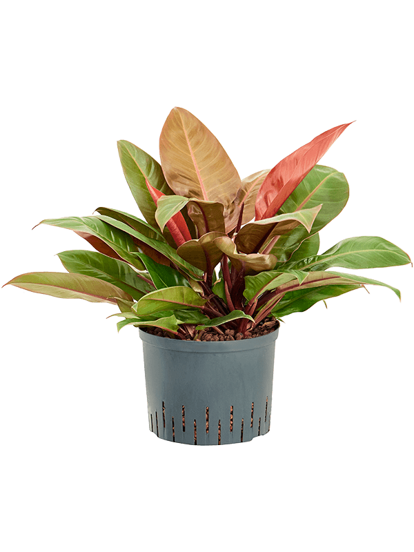 Philodendron 'Prince of Orange'