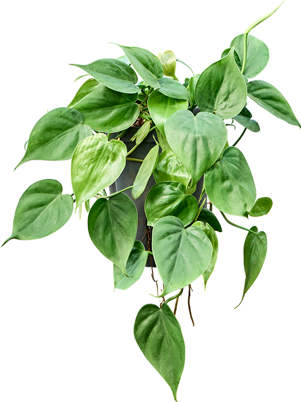 Philodendron scandens