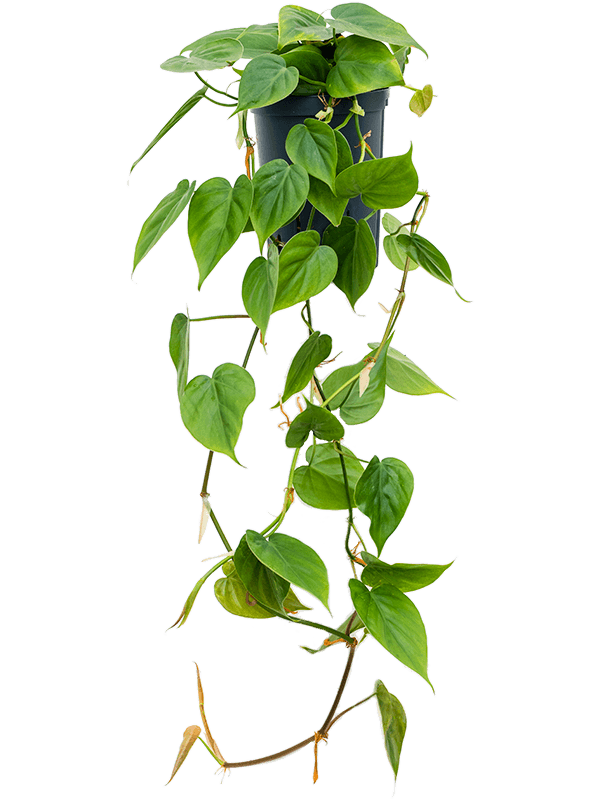 Philodendron scandens