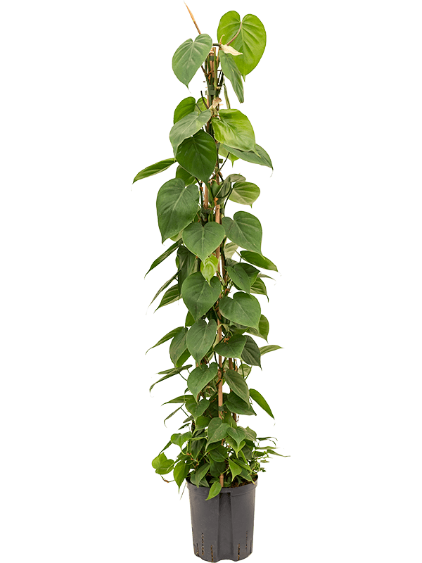 Philodendron scandens