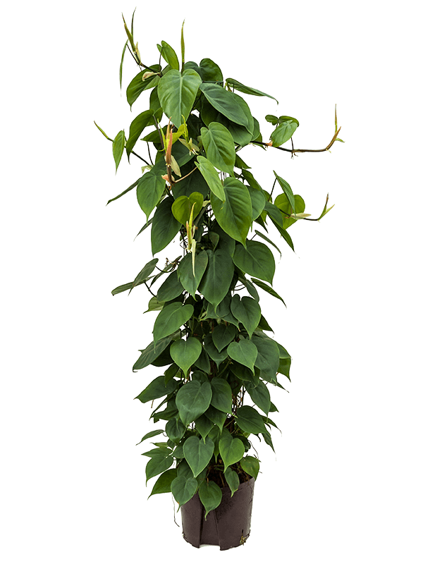 Philodendron scandens