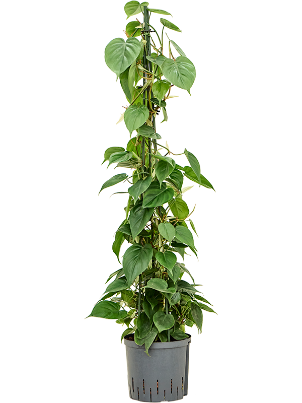 Philodendron scandens