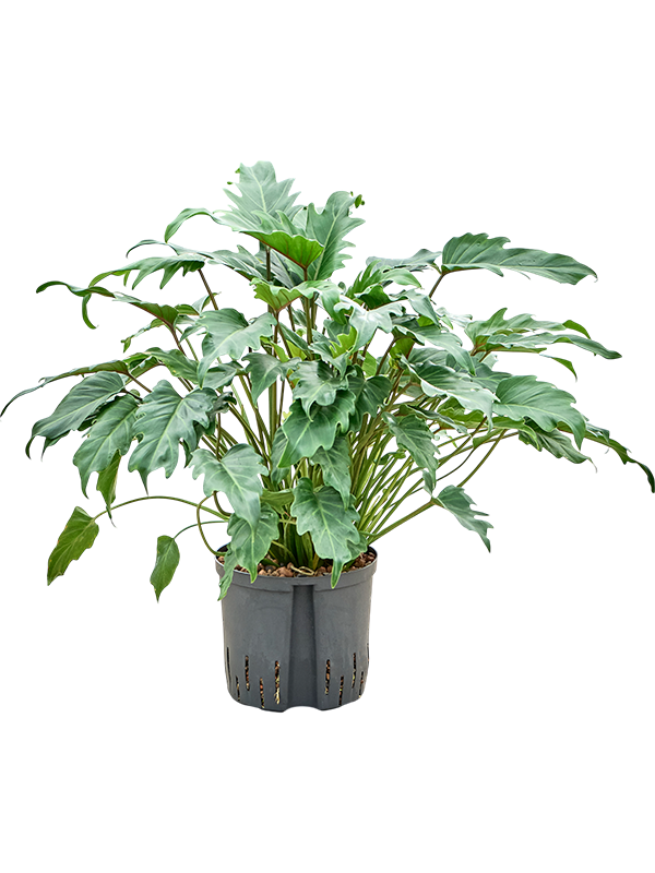 Philodendron 'Xanadu'