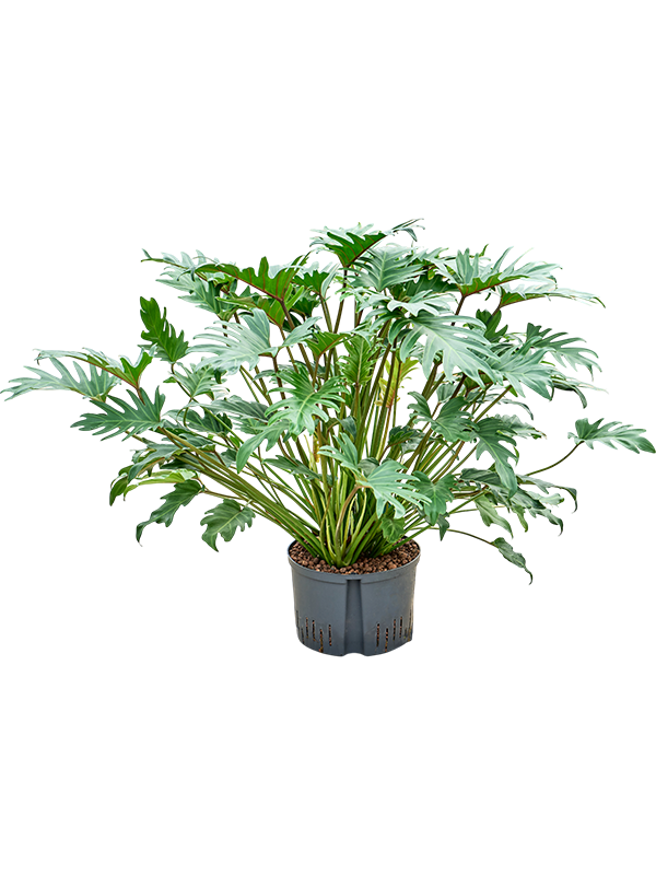Philodendron 'Xanadu'