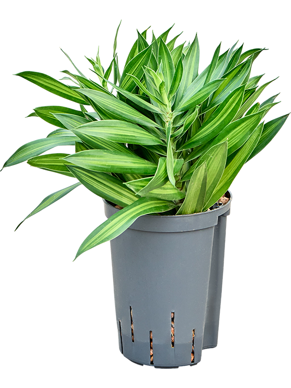 Pleomele (Dracaena) reflexa 'Song of Jamaica'