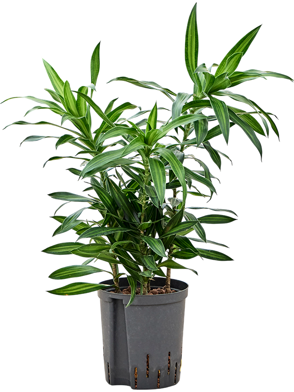 Pleomele (Dracaena) reflexa 'Song of Jamaica'