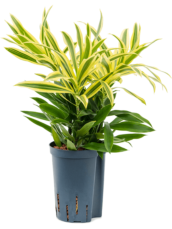 Pleomele (Dracaena) reflexa 'Song of Sri Lanka'