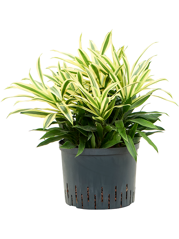 Pleomele (Dracaena) reflexa 'Song of Sri Lanka'